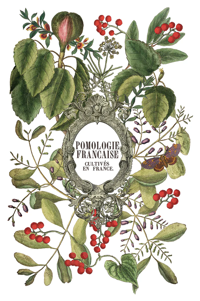 Transfer Clementine - 20x30cm - Imagem 3