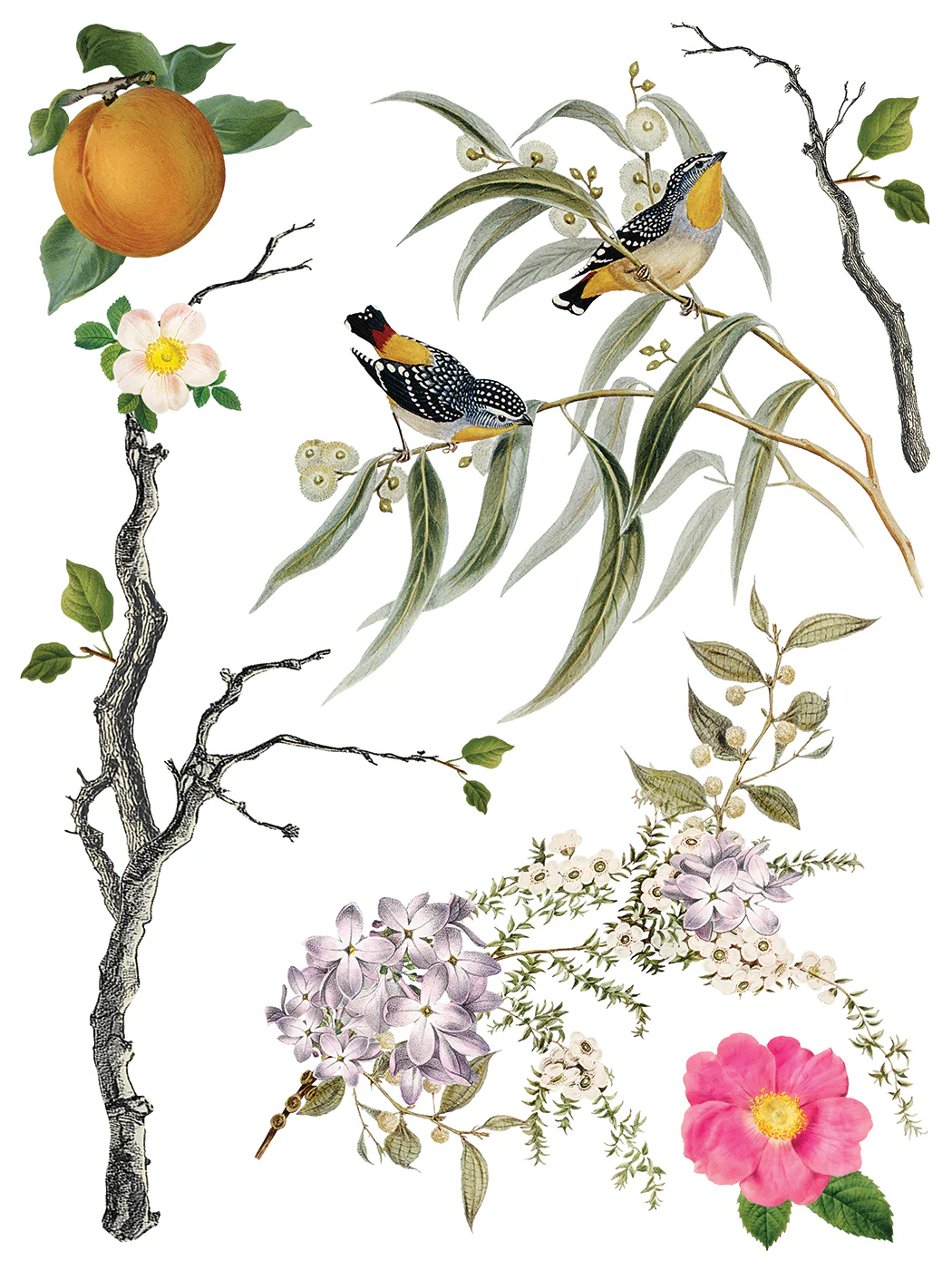 Transfer Menagerie 30x40 - Imagem 5