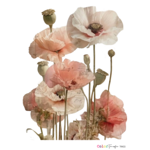 Color Transfer/TRM025 - 27x21cm